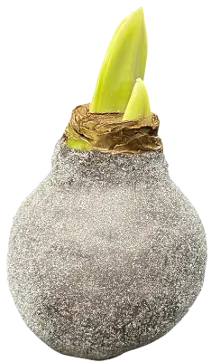 Wax Amaryllis Puck